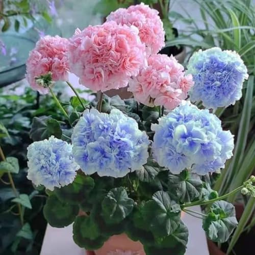 geranien hängend - winterharte für balkon pflanzensamen exotische wildblumensamen hochbeet balkon zimmerpflanzen kräutergarten 15samen