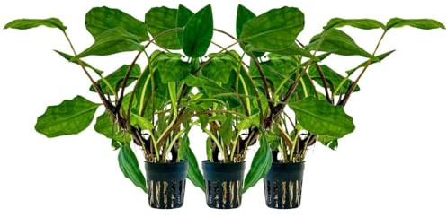 AquaOne Aquarium 3 Stück Pflanze Lagenandra sp Green I Wasserpflanze | Aquariumpflanze Mittelgrund Vordergrund voll durchwurzelt Aquascaping Dekoration