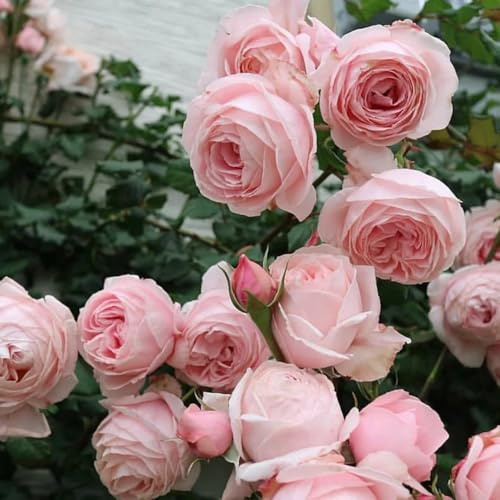 semillas resistentes de rosal - comprar Rosas trepadoras orgánica, silvestres perenne 400pcs