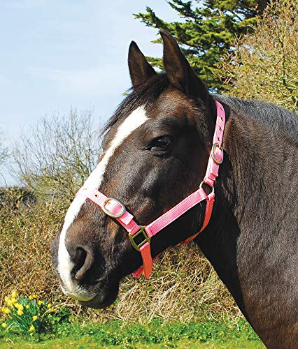 Rhinegold 0 Nylon Headcollar-Full-Pink Halfter, Rose, Volle Größe