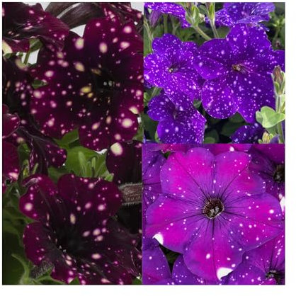 Petunia Starry Night Collection - 6 Fantastic Starter/Plug Plants for Hanging Baskets, Plug Plants. Summer is here!. Constellation Petunias and Happytoonia. 3 Varieties 2 of Each.