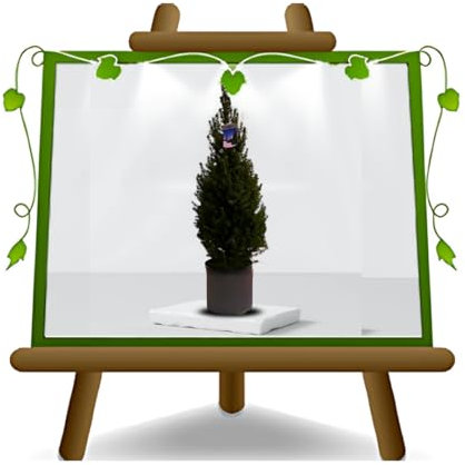 EURO PLANTS VIVAI Picea Glauca Conica o Abete del Canada su Vaso da 22 cm Altezza 70~80 cm - Pianta Ornamentale o Pianta di Natale Vero