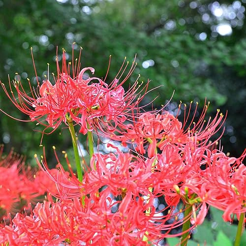 bulbi giglio ragno - Lycoris Radiata di ufficio decorativo interni esotici balcone decorativi giardino del balcone decorazione 6pcs