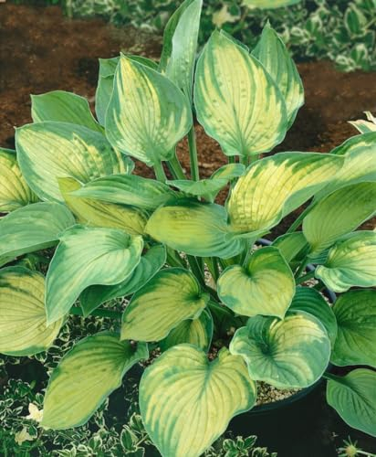 Hosta x fortunei 'Sharmon' 11x11 cm Topf – Winterhart, Mehrjährig, Pflegeleicht – Funkie – Staude für Schattenbeet & Kübel