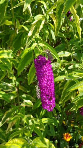 Buddleia davidii 'Harlequin' / Arbre aux papillons panaché/Conteneur de 3 à 4 litres