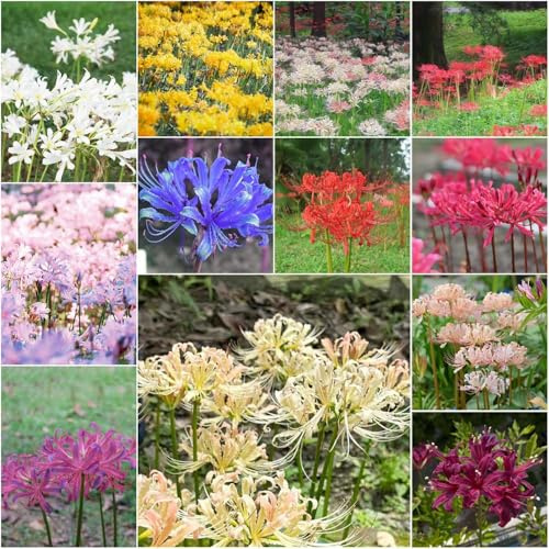 bulbi di lirio araña - perenni esotici resistenti primavera lirio araña primavera 3pcs