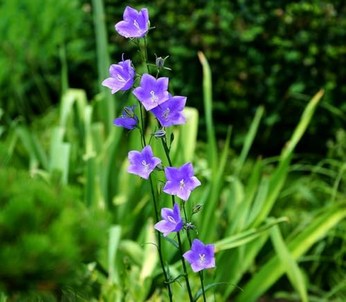 Pfirsichblättrige Glockenblume – Campanula persicif. Wildform – 1000 Samen