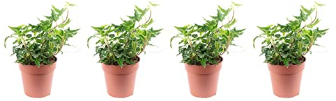 4er-Set Gemeiner Efeu - pflegeleichte Zimmerpflanze, Hedera helix - Höhe ca. 15 cm, Topf-Ø 9 cm