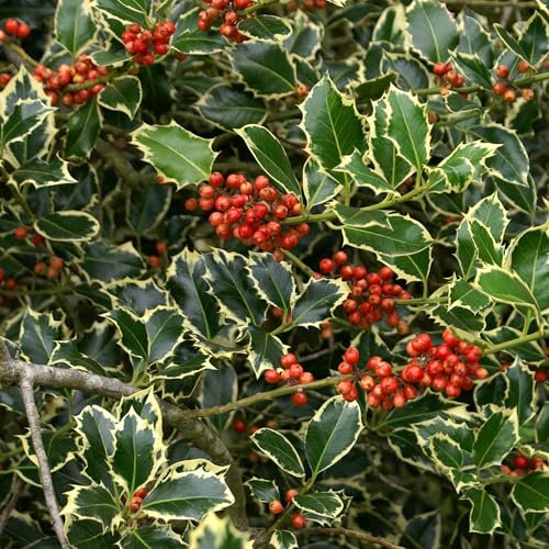 Vivai le Georgiche - Pianta vera di Ilex aquifolium Argentea Marginata - vaso Ø 18 cm