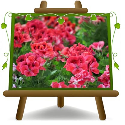 EURO PLANTS VIVAI Geranio Macranta o Geranio Farfalla Pianta Ornamentale su Vaso 17 cm Pianta dai Colori Assortiti