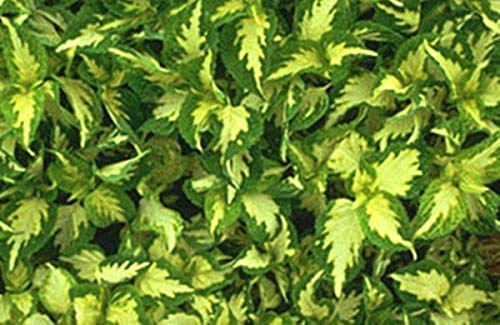 Coleus Wizard Series Jade Annual Seeds