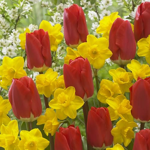YouGarden Tulip and Narcissus Collection, Set of 50 Bulbs, Including 25 Early Red Tulips and 35 Narcissus Tete a Tete, Spring Flowering Bulbs for Red and Yellow Blooms, Grow in Pots or Gardens