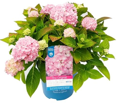 Hortensia Rosa Planta Natural de Crecimiento Rápido