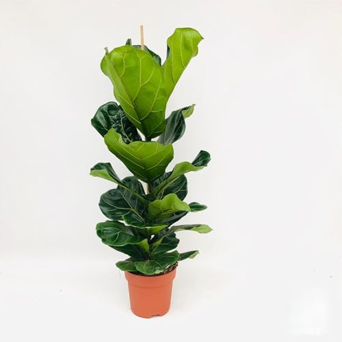 Geigenfeige, (Ficus lyrata), (im 21cm Topf, ca. 110cm hoch)