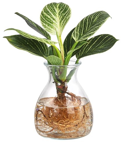 Dehner Waterplant Baumfreund Kingston, Philodendron White Wave, Wasserpflanze im Kugelglas, Ø 14 cm, Höhe 27 cm, Zimmerpflanze