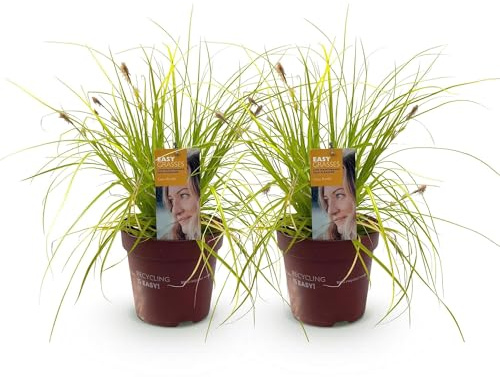 GreenboutiQ - Ziergräser - Carex oshimensis Everillo - Gelb - 2 Pflanzen - Immergrün - Wenig Pflege - Topf 17cm Höhe 50cm
