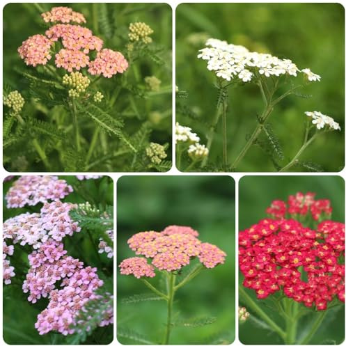 Semillas de milenrama - Semillas de perennes Achillea millefolium, raras adornos 400pcs