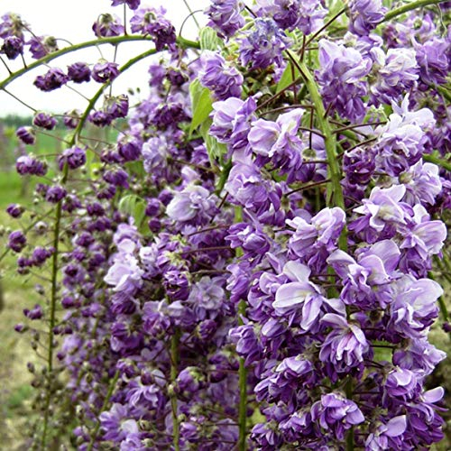 Wisteria Floribunda 'Violacea Plena'- Glycine Japonaise 'Violacea Plena' 50-60 cm en conteneur