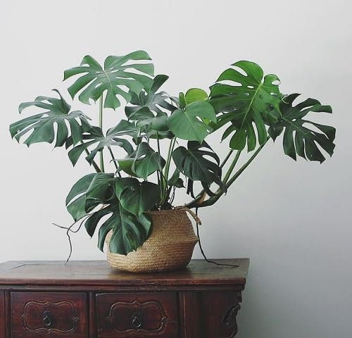 40pcs New Fresh Monstera Plant Seeds