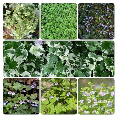 semi edera terrestre decorazione giardino primaverili resistenti balcone 500pcs