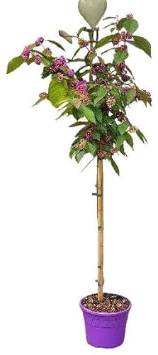 Liebesperlenstrauch auf Stamm, Callicarpa Bodinieri 'Profusion', Winterhart, Laubabwerfend, Rotviolette Früchte, Höhe: 140-150 cm, Stammhöhe: 80 cm