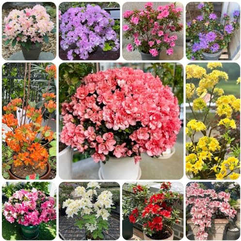 Semi di rododendro, giardino roccioso sono resistenti azalea resistenti, all'esterno perenni 150pcs