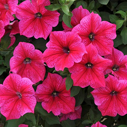 500 Petunia Nana Compacta Rose of Heaven Seeds - Vibrant Pink - 500 Seeds