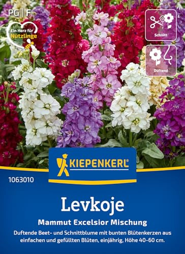 Kiepenkerl Levkojensamen Mammut Excelsior Mischung 1063010, Blumensaat | Duftende Beet- und Schnittblume mit bunten Blütenkerzen, für Beet & Schnittblumen