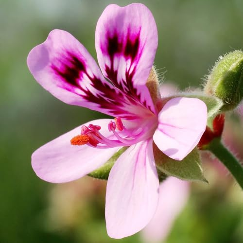 Semillas de geranio limón,semillas de de geranio perfumado,Cobertura vegetal,decoración de jardín para exteriores.60pcs