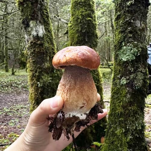 Steinpilze - stauden winterhart mehrjährig geschenke für wintergemüse gemüsepflanzen gemüsesamen steingartenpflanzen winterhart mushroom zimmerpflanze balkongarten 450Samen