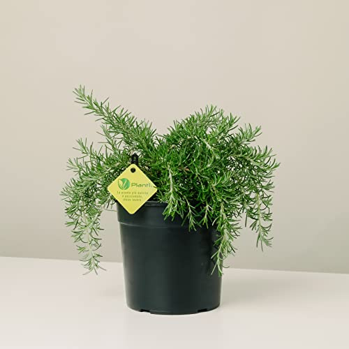 PLANTI’ ROSMARINO PROSTRATO Pianta vera da esterno piante aromatiche cucina, ideale per insaporire i vostri piatti o per ornare il giardino di casa. 6 mesi di concimazione con sistema Plantì