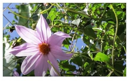 Pcs - 10x Dahlia Imperialis Baumdahlie Glockenbaumdahlie Jardin Plantes - Graines B489 - Seeds & Plants Shop by Ipsa