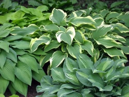 RP Seeds Hosta Species Mixed - 10 Seeds.