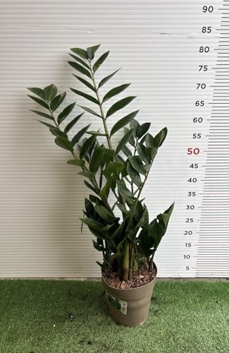 PIANTA DI ZAMIOCULCAS in vaso 18 (foto reali)
