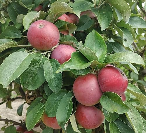 Black McIntosh, Säulenapfel, Säulenobst, zweijährig 80-100cm im Topf, geeignet für den Kübel