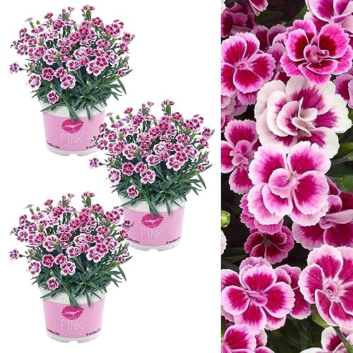 Dianthus Pink Kisses x 3 Plants in 12cm Pots - Pink Carnation Plants in 12cm Pots Ready to Plant