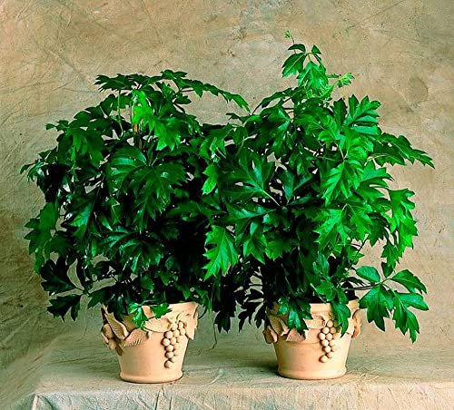 Cape Grape Ivy 'Rhoicissus Capensis' Tropical House Plant Seeds - 12 Rare Seeds
