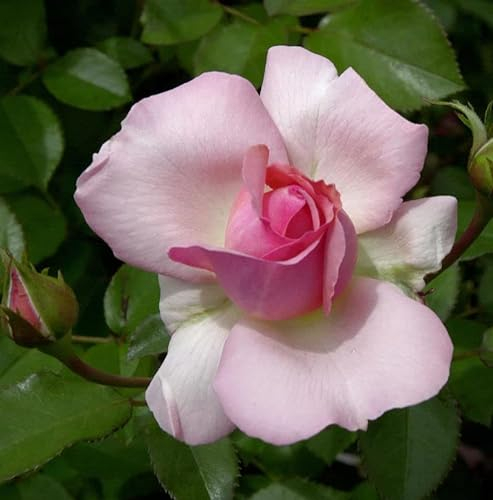Kletterrose Sorbet 30-60cm - lebende Gartenpflanze aus den Baumschulen