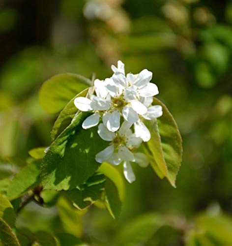Ähren Felsenbirne 60-80cm - Amelanchier spicata