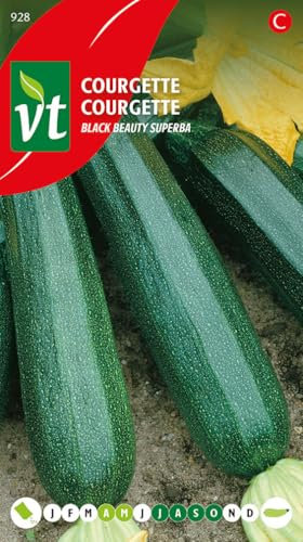 Courgette Black Beauty Graines - La culture très facile