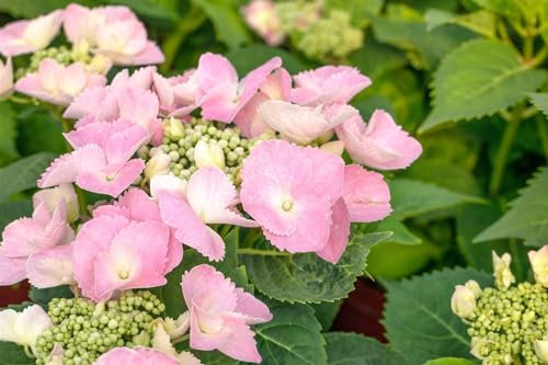Hydrangea macrophylla 'Frisbee® Pink' 50-60 cm - Hortensie, rosa Blüten, Blütezeit Juni-September, ideal für Kübel, pflegeleicht und winterhart