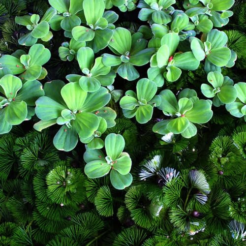 Semi di lenticchia d'acqua - per giardinieri raro verdi acquatiche prodotti sostenibili esotico organico giardino aromatiche acquatiche acquario 550pcs