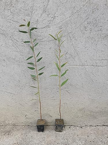 n100 Eucalyptus Camaldulensis vs7x7, foto reali, 100 Piante