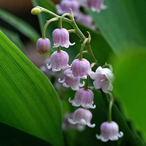Mughetto bulbi,piante erbacee perenni, fioritura primaverile, bulbi di fiori resistenti,piante profumate e rare,bulbi di mughetto bianco(steli grandi, senza semi, non artificiali)-25bulbi