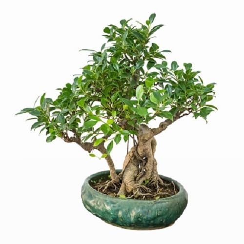 50 semi freschi di albero di baniano verde