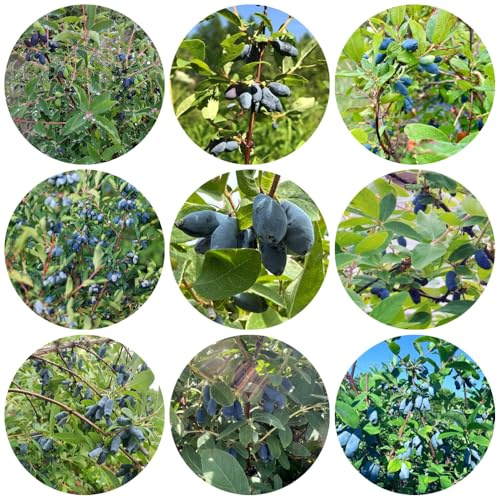 semi di mirtillo siberiano, resistenti appartamento che purificano l'aria 300pcs