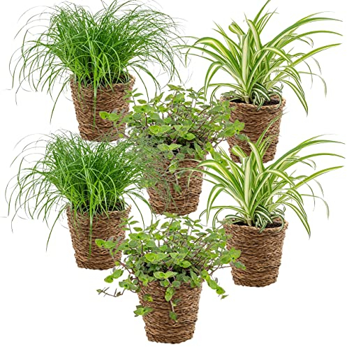 6x Haustierfreundliche Mischung inkl. Korb aus Seegras - Haustierfreundlich - ⌀12 cm -15-25 cm