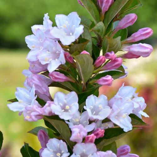 Weigela ‘Towers of Flowers Apple Blossom'. 4L Plant. Stunning pillar of pink blooms. Available from Bedwen Plants