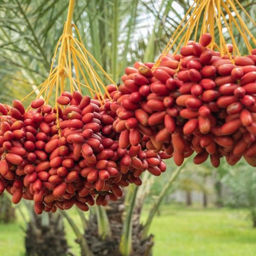 semi di palma da datteri - palma da datteri - datteri, palma da datteri, luoghi soleggiati, 15pcs