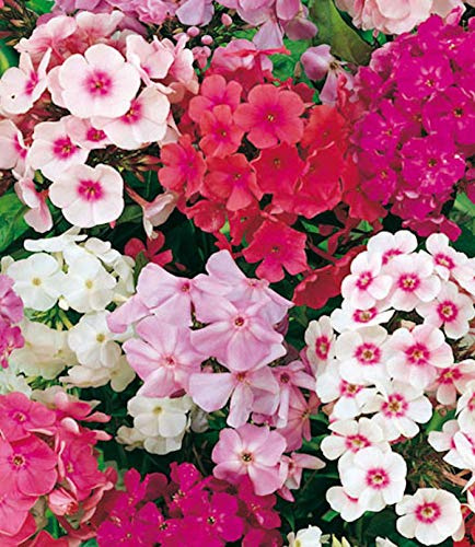 PHLOX (FLOX) grandiflora in miscuglio - SEMI